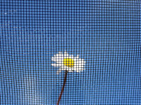 Fliegengittergewebe Clear Advantage 120 cm breit